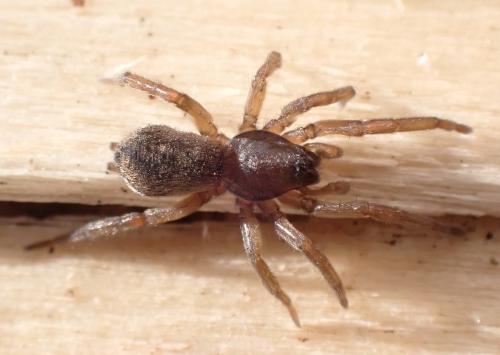 Réf. 356 011 : Haplodrassus sp.